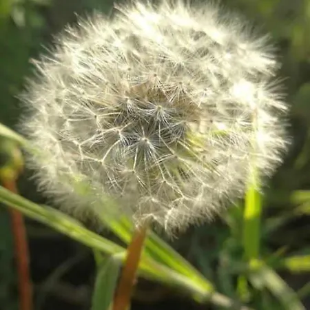 Pusteblume *