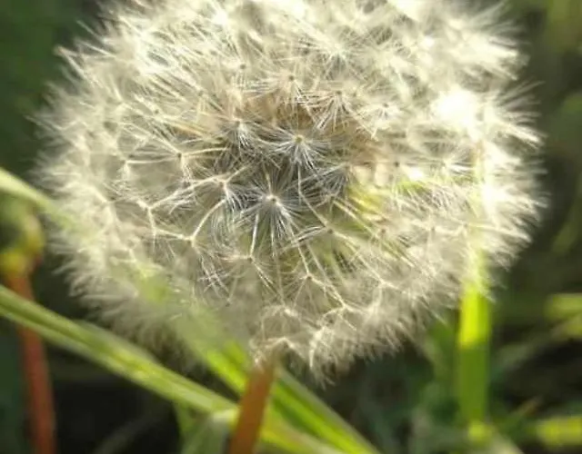 Pusteblume *